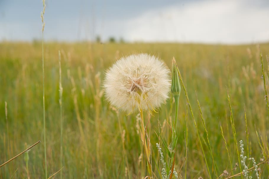 dandelion, landscape, flower, nature, summer, grass, meadow HD wallpaper