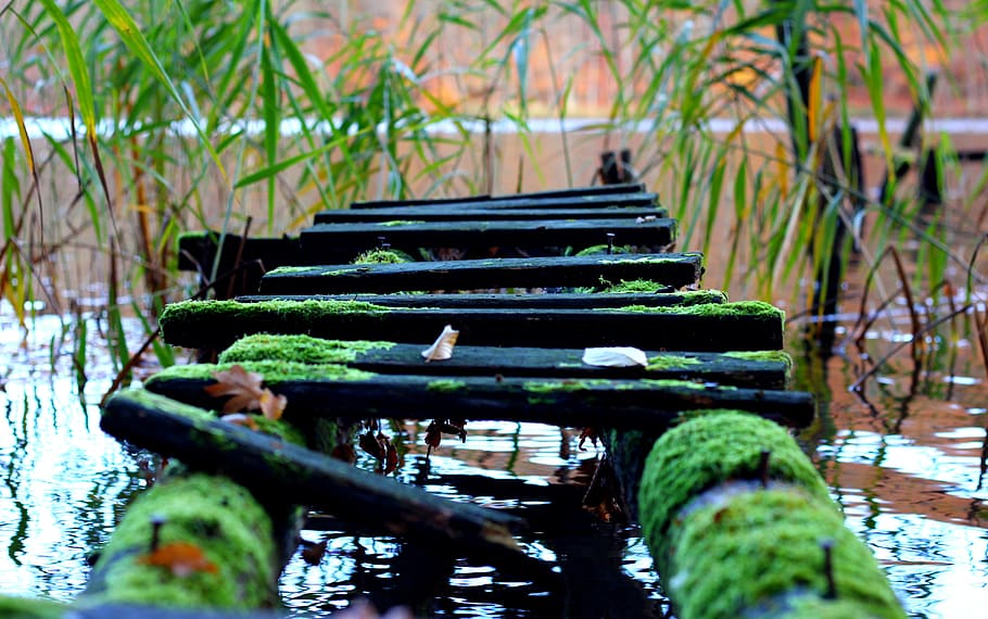 bridge, moss, lake, no people, plant, nature, day, green color HD wallpaper