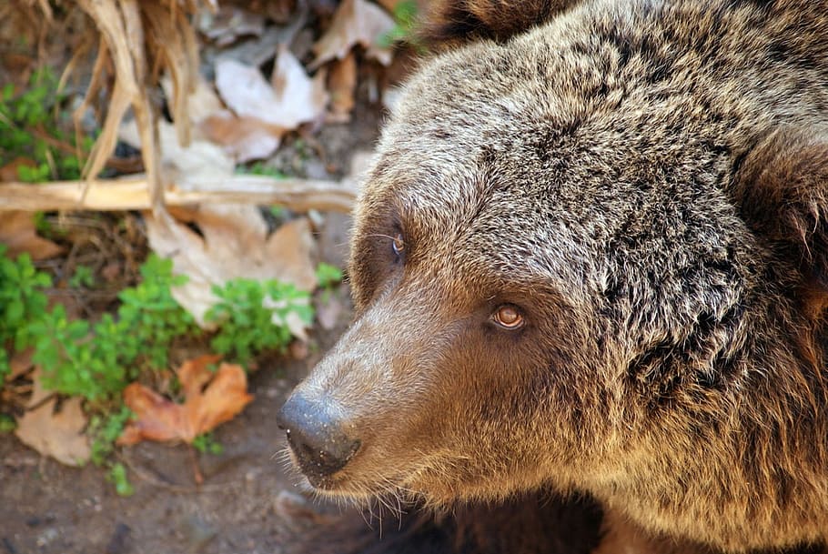 close up of gray bear, Grizzly, Wildlife, Carnivore, mammal, predator, HD wallpaper