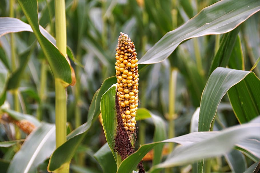 corn, ear, crop, agriculture, degenerated, disease, degeneration, HD wallpaper