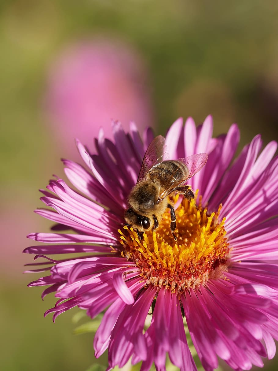 bee, aster, nectar, insects, nature, macro, flower, flowering plant HD wallpaper