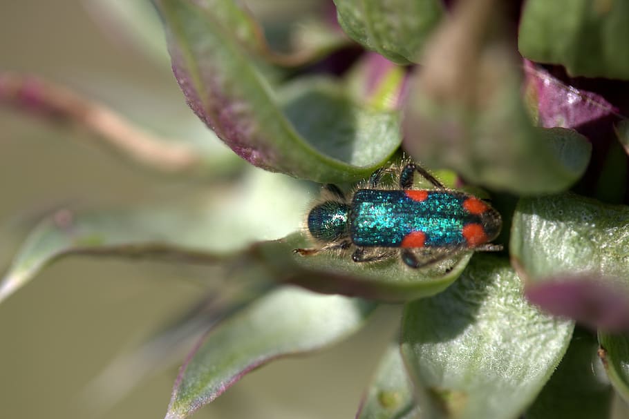 cockroach, green, insecta, plant, animal themes, animal wildlife HD wallpaper