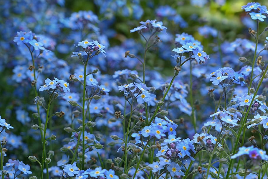 blue flowers, forget-me-not, spring, flowering plant, freshness HD wallpaper