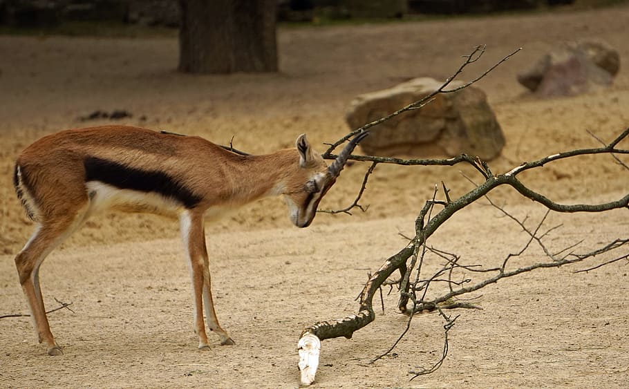 Bock, Springbok, Horned, Zoo, animals in the wild, animal wildlife HD wallpaper
