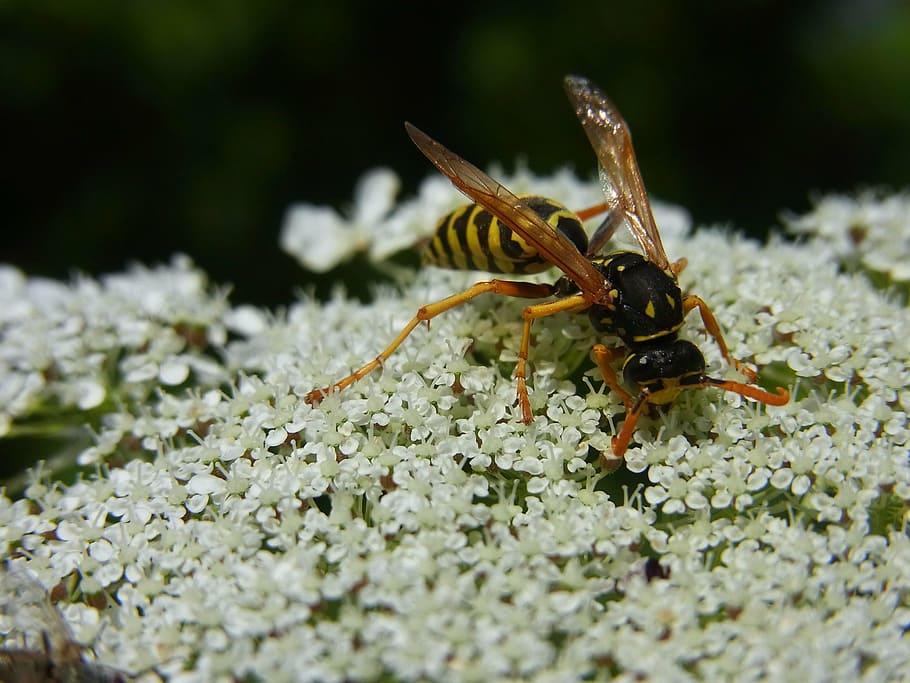 wasp, insect, meadow, nature, animal, blossom, bloom, close-up HD wallpaper