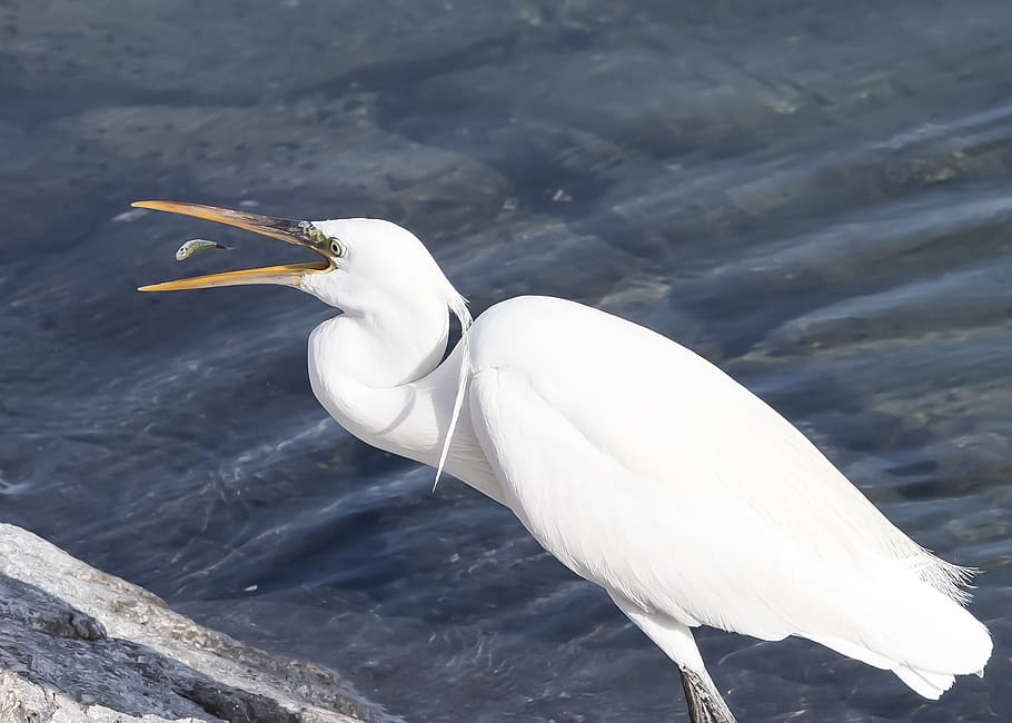 bird, prey, fish, white, animal, nature, wildlife, fishing HD wallpaper