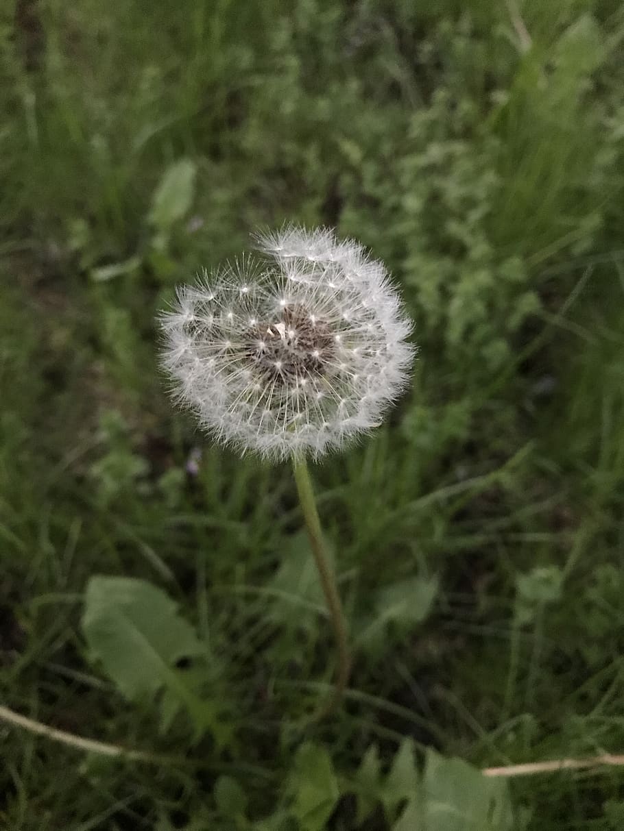 spring, grass, plant, pollen, flower, dandelion, flowering plant HD wallpaper