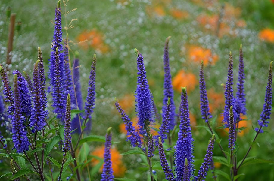 selective focus photo of purple petaled flowers, nature, macro HD wallpaper