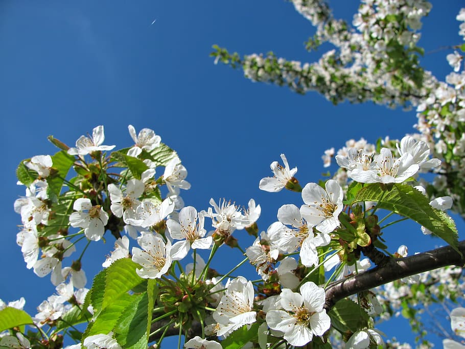 Blossom, Blossoms, Cherry, Tree, Tree, Spring, blue sky, colors HD wallpaper