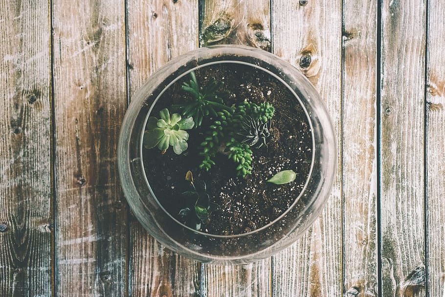 green succulent plant on glass pot, potted plant, botanical HD wallpaper
