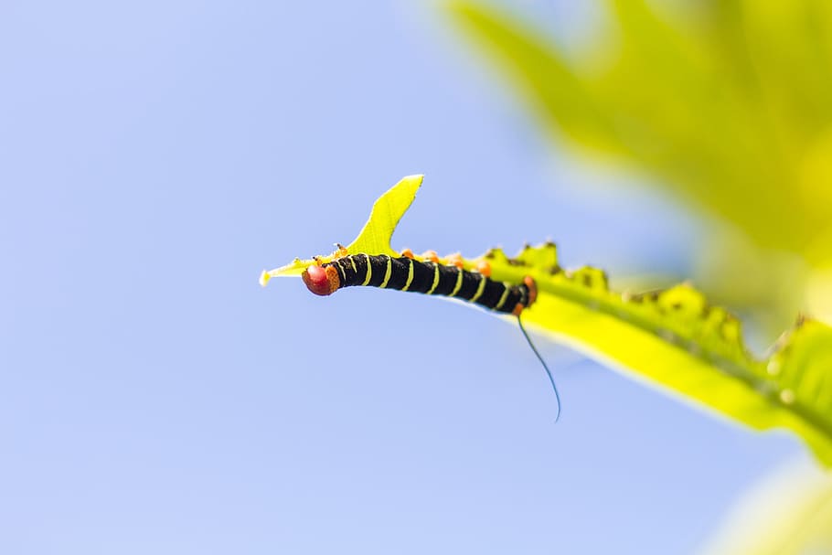 tetrio sphinx caterpillar, belize, autumn, tg photography, nature, HD wallpaper