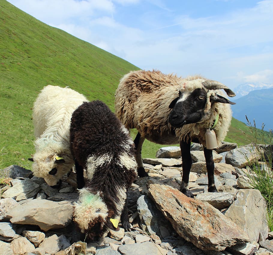 sheep, lamb, natural, expensive, alps, mountain, mammal, animal themes HD wallpaper