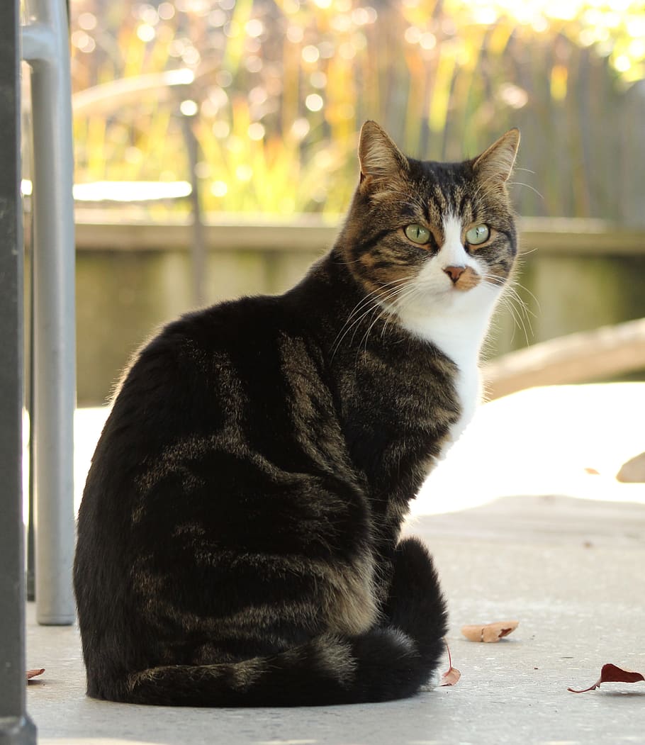 cat, pet, mackerel, mieze, adidas, domestic cat, feline, domestic animals HD wallpaper