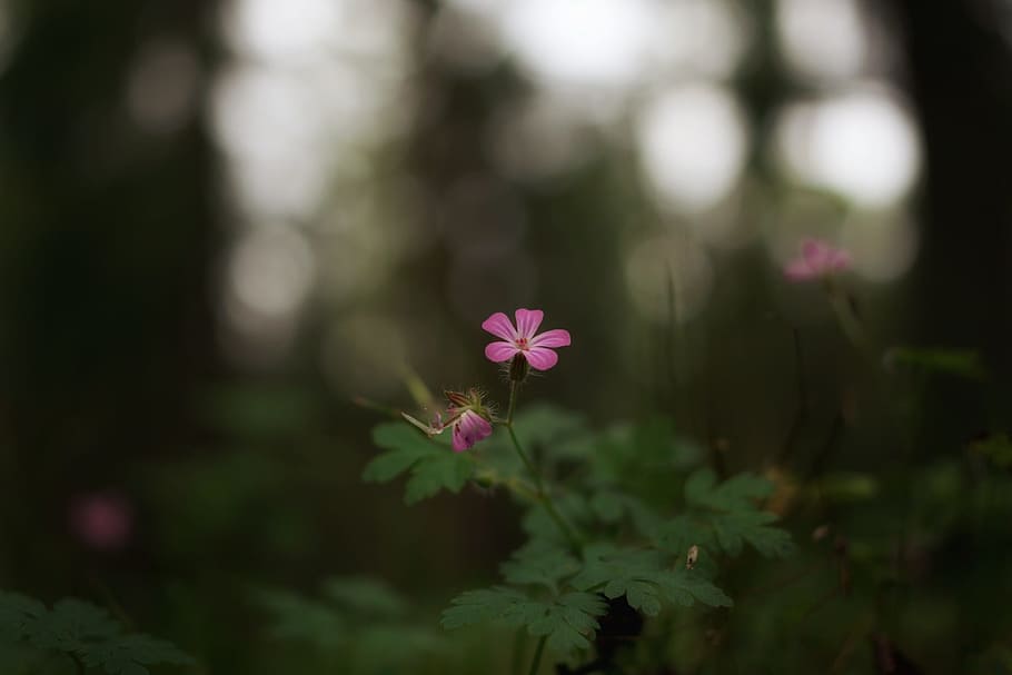 forest, flower, nature, close, macro, flowers, forest floor HD wallpaper