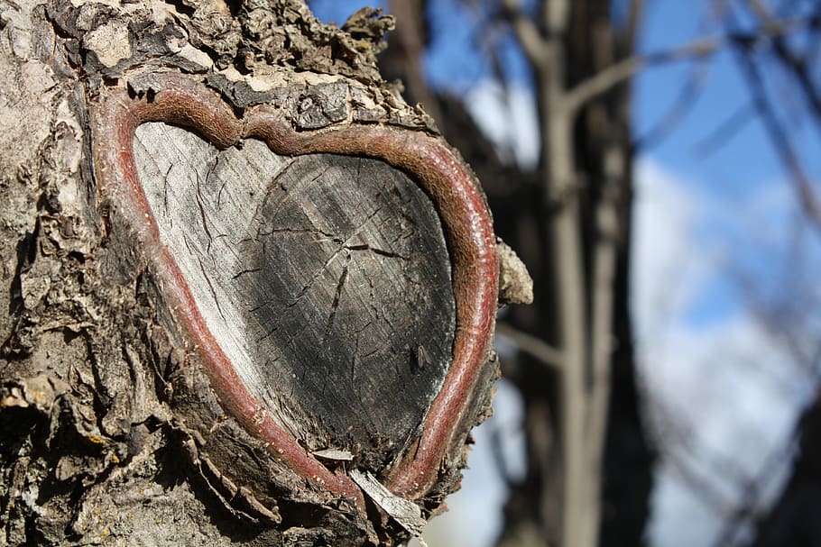 tree trunk, summer, heart, focus on foreground, close-up, day HD wallpaper