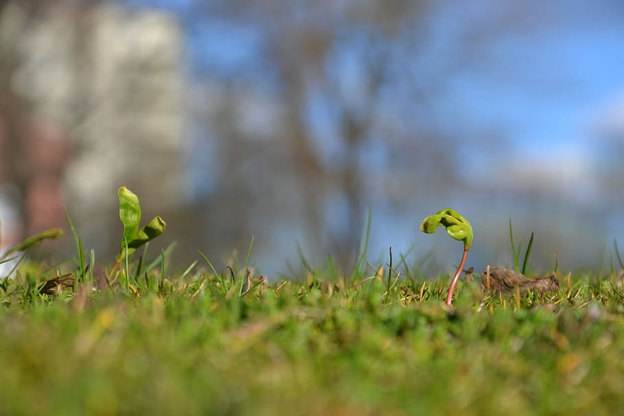 Spring, Seed Germination, Grass, Sunny, green, blue, sunny day