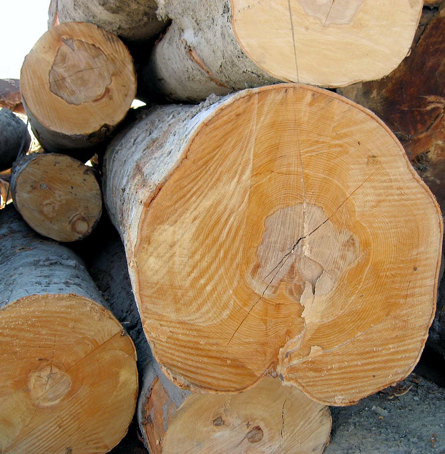log, wood, timber, lumber, tree, wooden, industry, texture, HD wallpaper