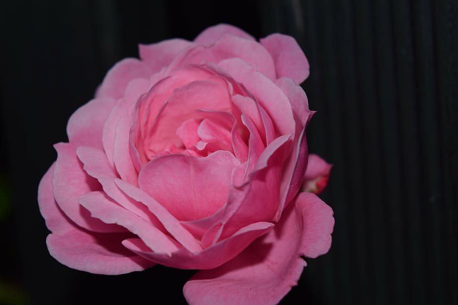 rose, pink, close, blossom, bloom, flower, rose blooms, garden roses HD wallpaper