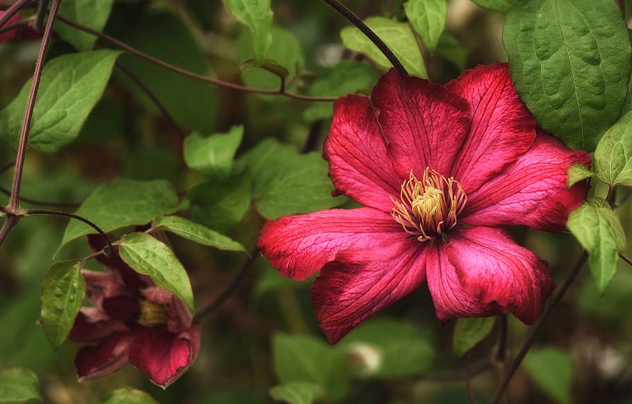 close-up photography of red Clematis flowers in bloom, plant, HD wallpaper