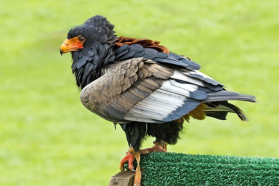 black and gray bird on green surface, bird of prey, bateleur eagle