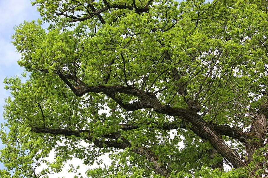 green leaf tree, leaves, nature, plant, low angle view, growth HD wallpaper