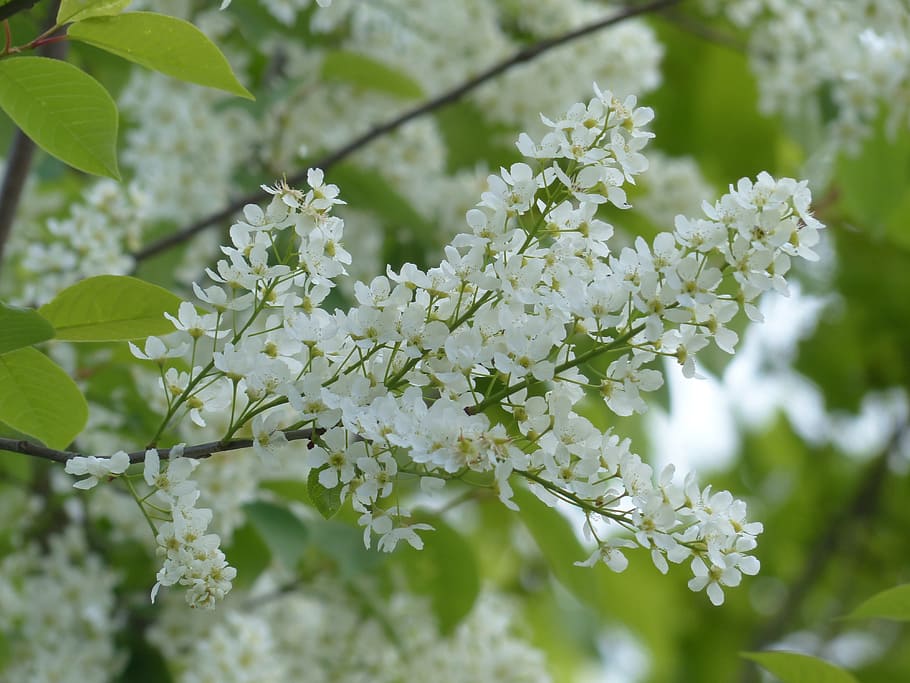 Common Bird Cherry, Flowers, prunus padus, black cherry, tree, HD wallpaper