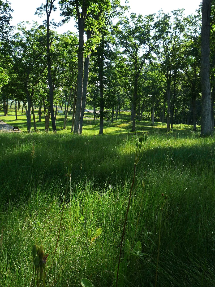 Landscape, Forest, Trees, Summer, Spring, wisconsin, nature HD wallpaper