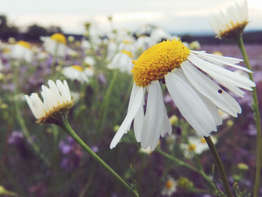 Daisy, Macro, Nature, Flower, summer, plant, yellow, white HD wallpaper