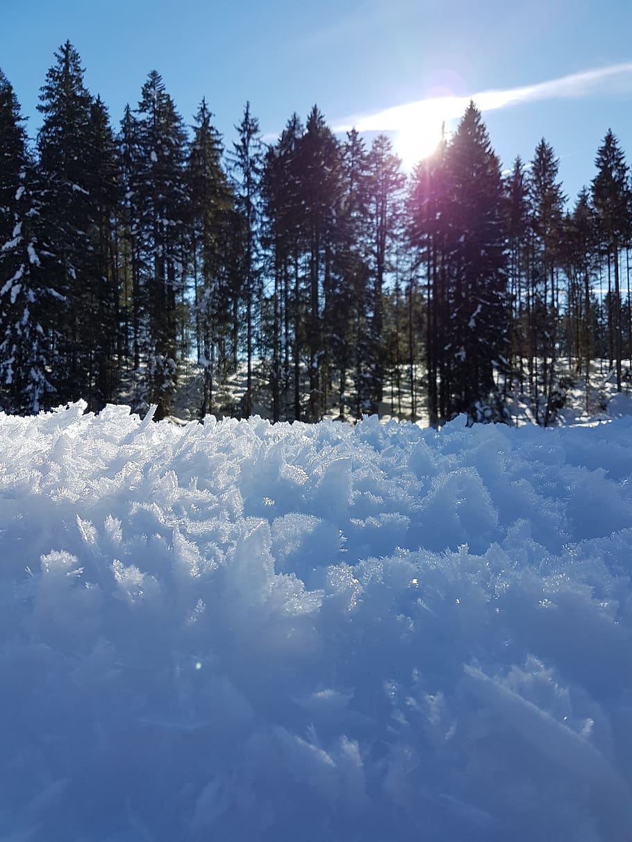 snow, frost, sun, tree, plant, winter, sky, cold temperature HD wallpaper