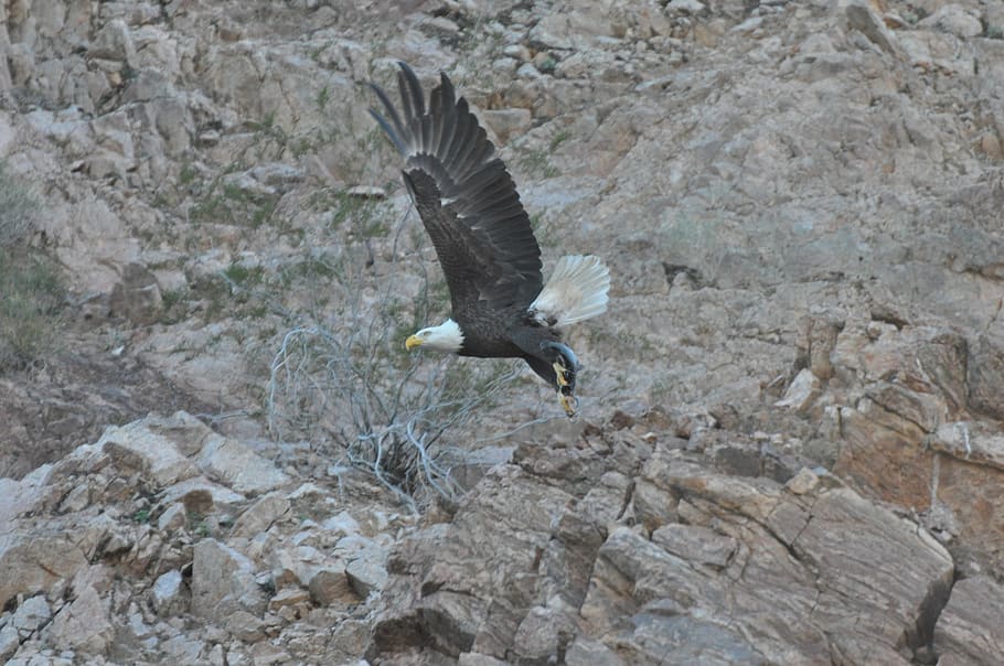 bald eagle, bird, raptor, flight, flying, soaring, wild, wildlife HD wallpaper