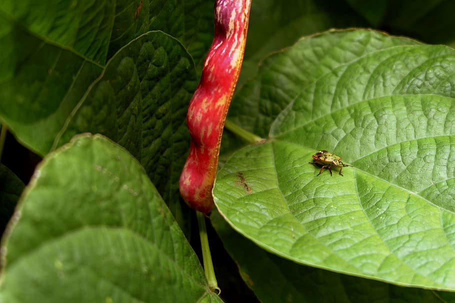 stink bug, green, leaf, bean, autumn, plant part, green color HD wallpaper