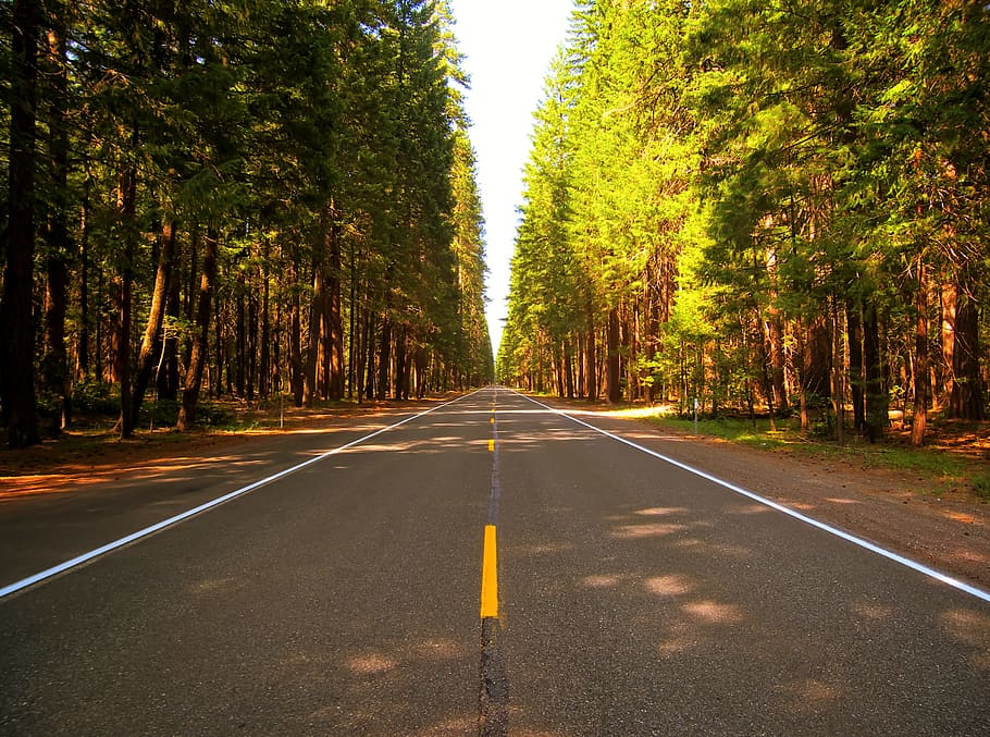 road, nature, forest, trees, symbol, road marking, plant, sign HD wallpaper