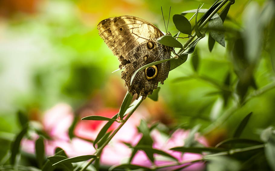 Butterfly, Insect, Macro, one animal, animal themes, animals in the wild HD wallpaper