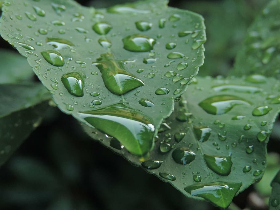 nature, leaves, rain, wet, drop, water, plant, close-up, leaf HD wallpaper
