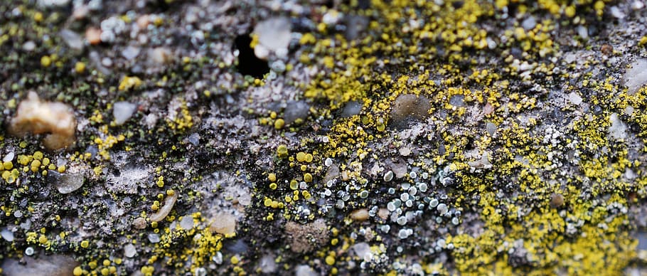 soil, lichen, sand, earth, growth, plant, moss, selective focus HD wallpaper