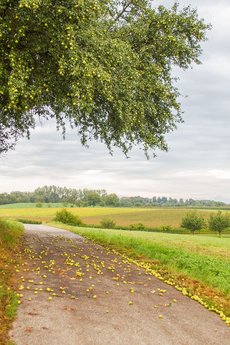 windfall, fruit, pear, pears, plant, tree, growth, sky, tranquil scene HD wallpaper