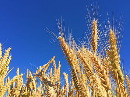 closeup photography of brown wheats, close-up photography of wheat field HD wallpaper