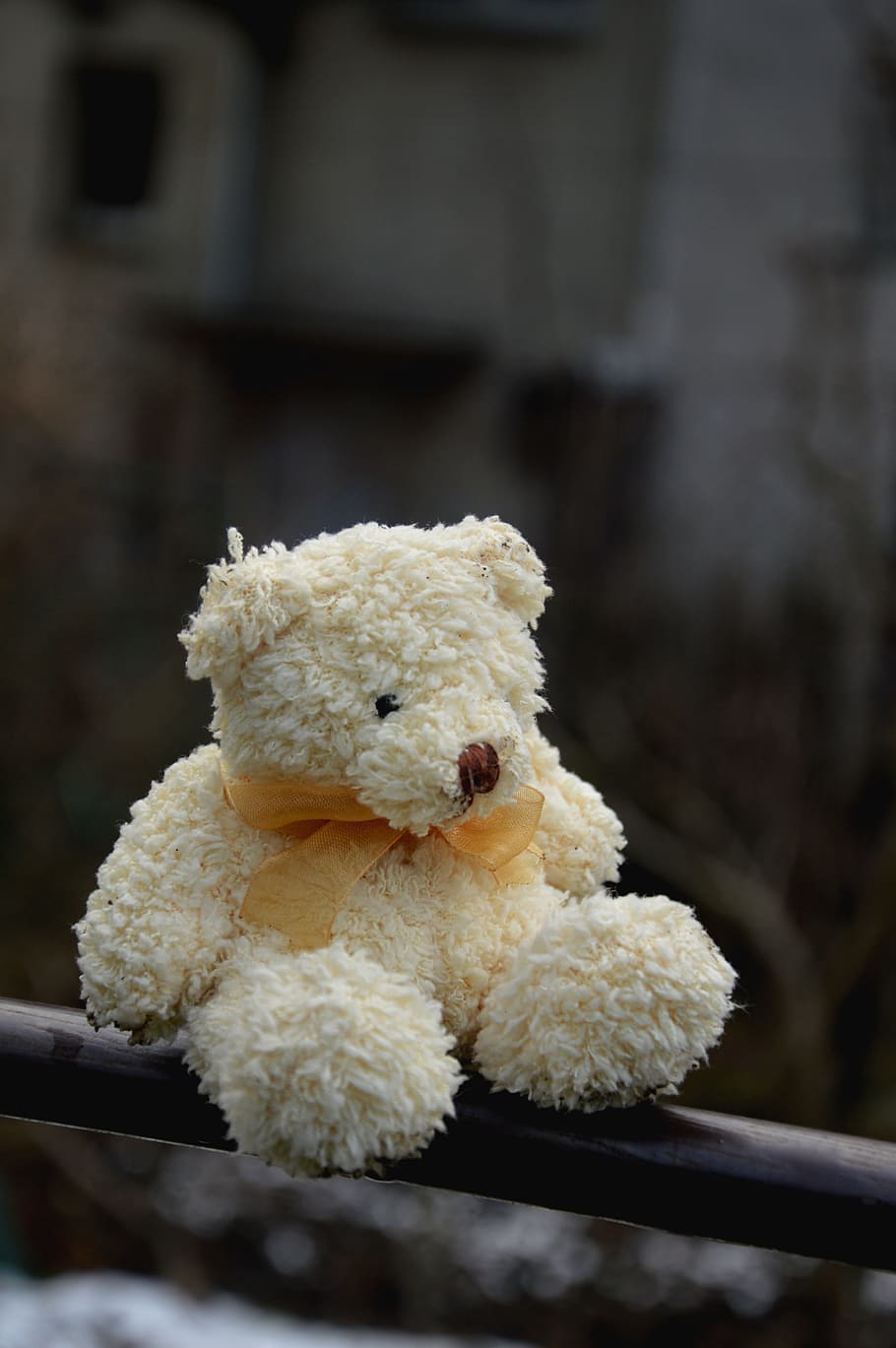 Bear, Plush, Background, Winter, rod, cream, eye, solitude HD wallpaper