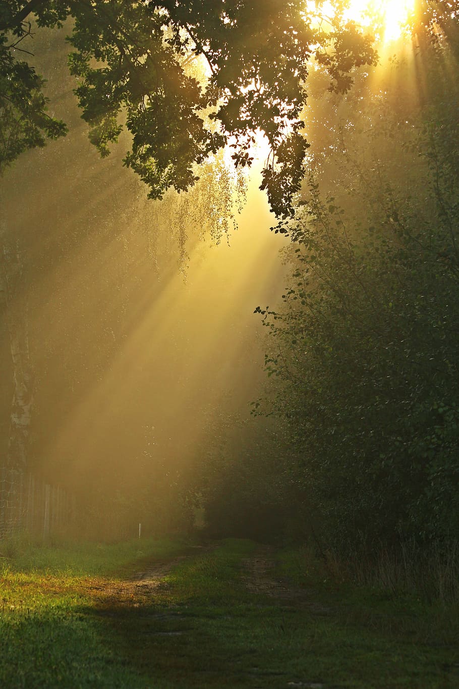 green leaf trees, away, fog, forest, mood, autumn, mystical HD wallpaper
