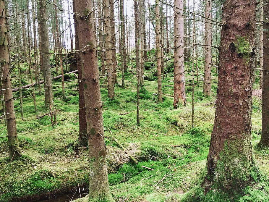 forest, trees, moss, green, summer, three, background, the nature of the HD wallpaper