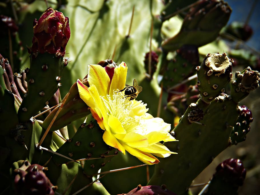fig tree, prickly pear cactus, sweet, shrub, bee, pistils, encounter HD wallpaper