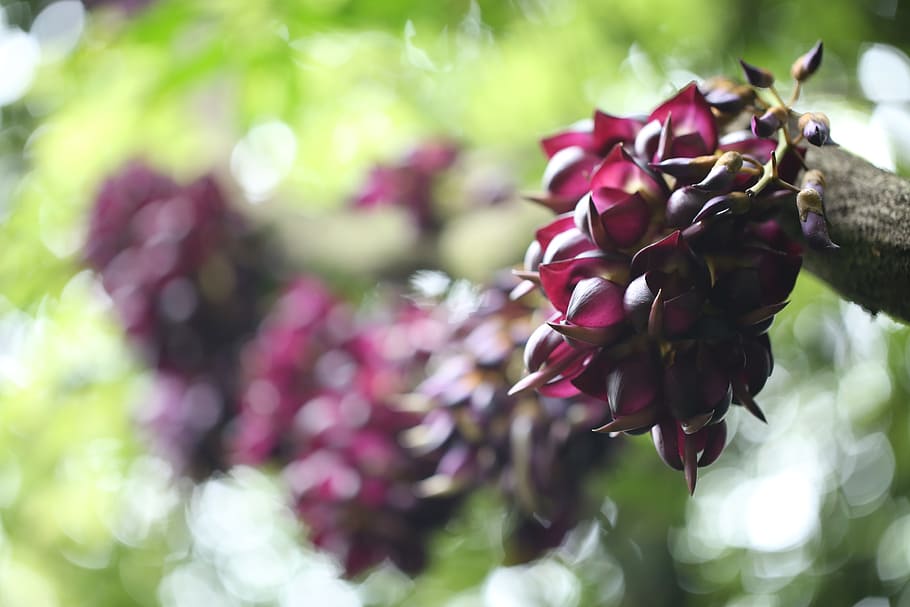 flower, purple, spring, plant, nature, grow, outdoor, life HD wallpaper