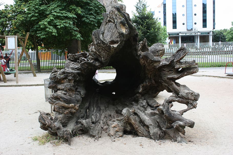 tree, trunk, wood, art and craft, architecture, sculpture, representation HD wallpaper