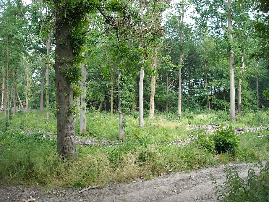 nature, green, forest, trees, walking path, outdoors, plant HD wallpaper