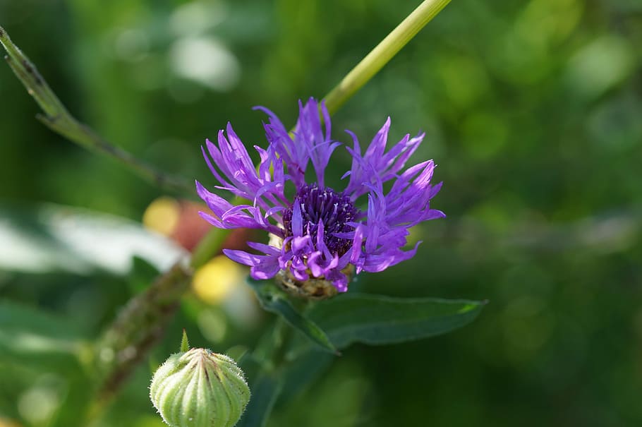 Cornflower, Blue, Meadow, Close, Violet, wild flowers, summer flower HD wallpaper
