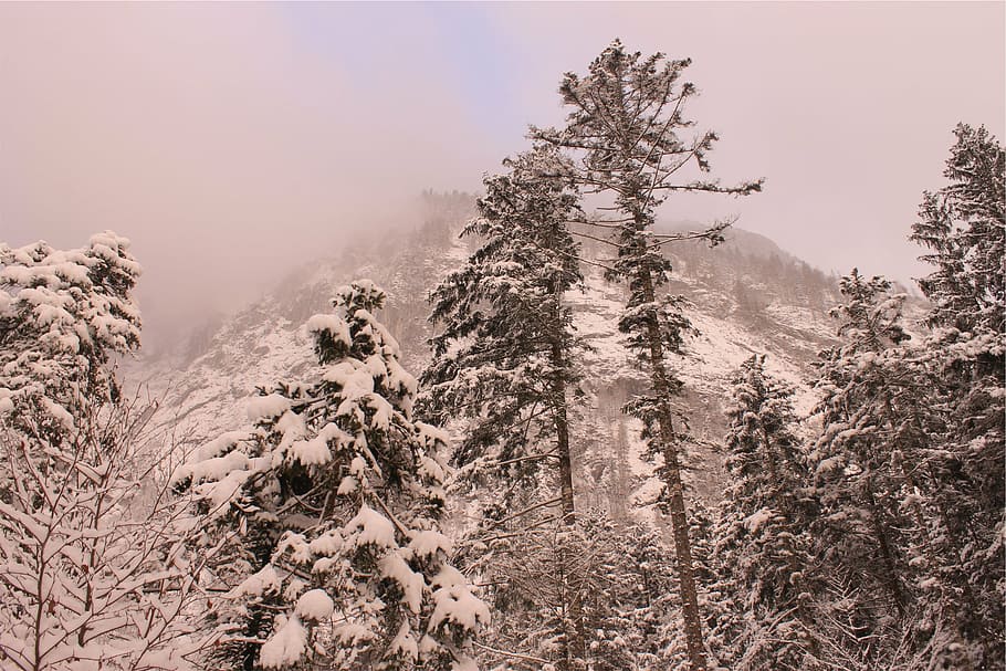 snow covered trees and mountain, surrounded, winter, season HD wallpaper
