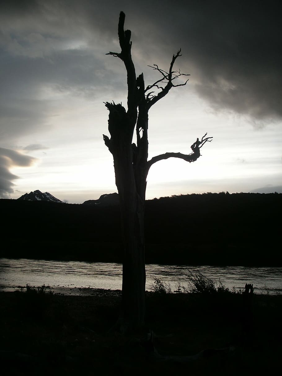 chile, sunset, dead tree, back light, sky, cloud - sky, tranquility HD wallpaper