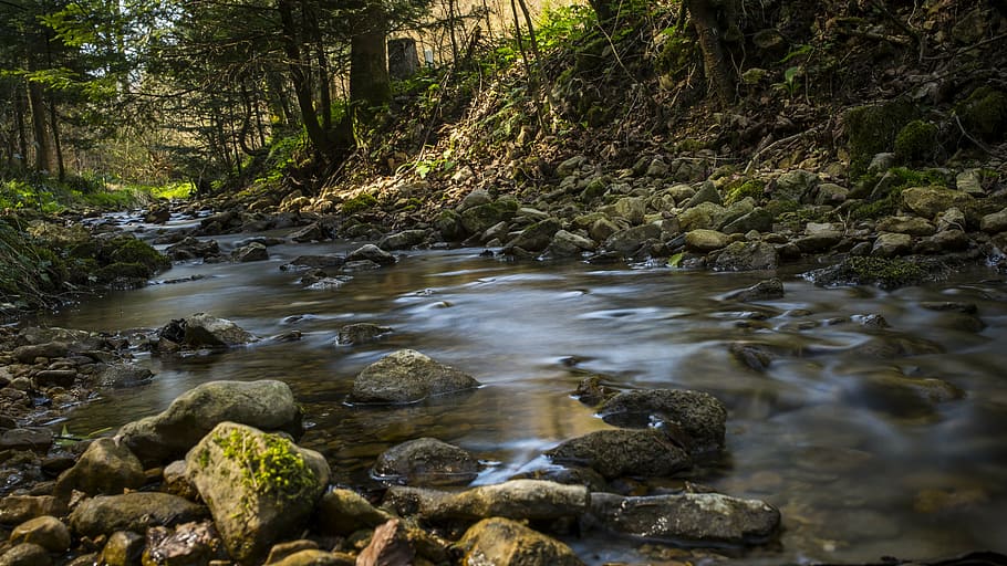 bach, forest, water, landscape, water surface, idyllic, nature HD wallpaper