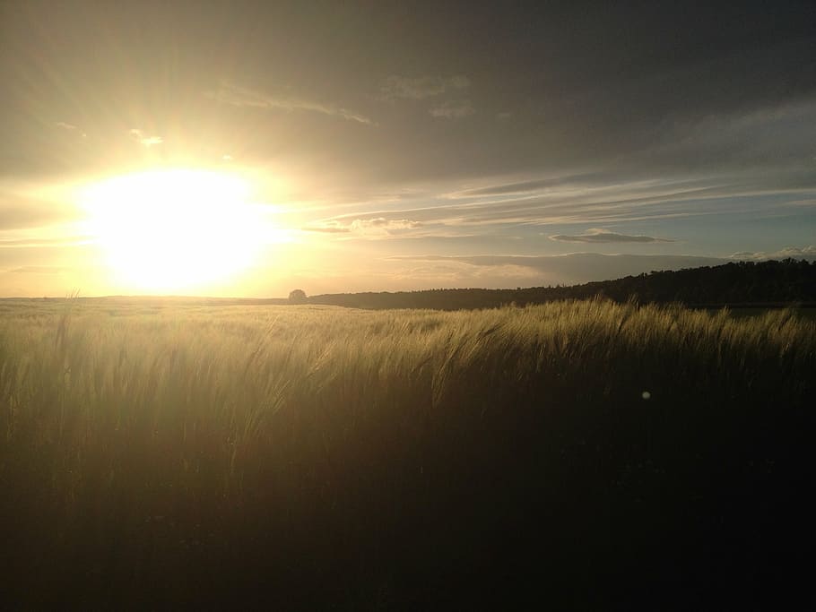 cornfield, cereals, sun, sunset, evening, clouds, cloudiness HD wallpaper