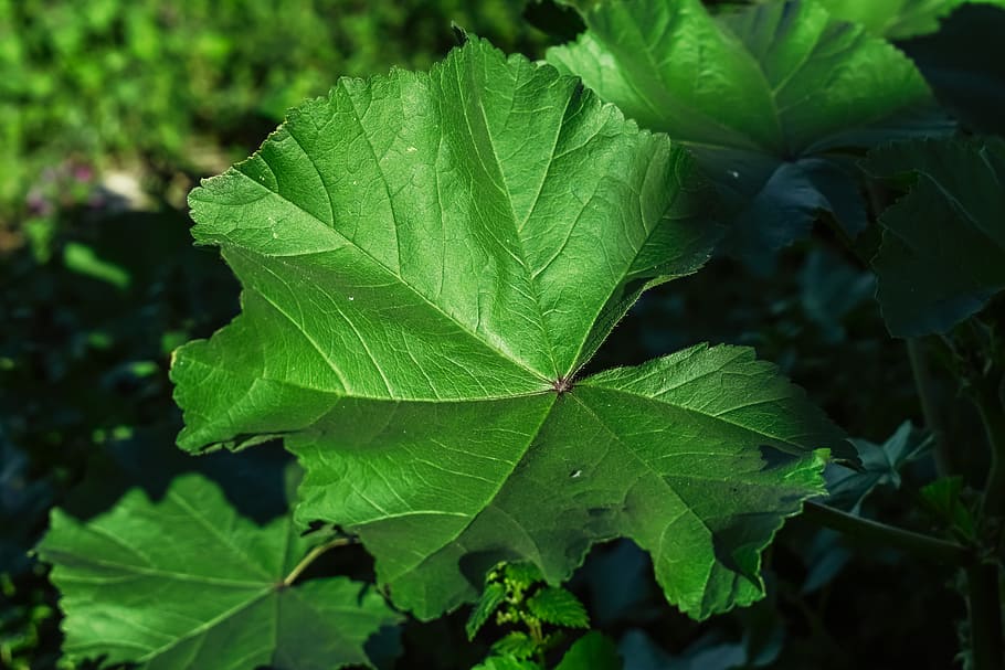 Marsh Mallow, Leaf, Nature, plant, althaea, herb, marshmallow HD wallpaper